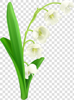 Of The Valley Png   Lily Of The Valley Png  Transparent Png