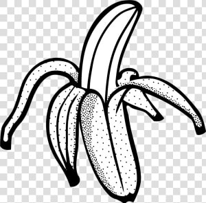 Banana Svg Clip Art   Line Drawing Of Banana  HD Png Download