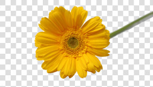 Transparent Yellow Flower Png   Gerbera Yellow Flower Png  Png Download