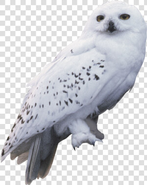 Harry Potter And The Chamber Of Secrets Owl Hedwig   Harry Potter Hedwig  HD Png Download