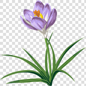 Crocus Flower Tattoo   Crocus Clip Art  HD Png Download