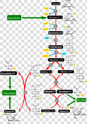 Pentose Phosphate Pathway es   Pentose Phosphate Pathway  HD Png Download