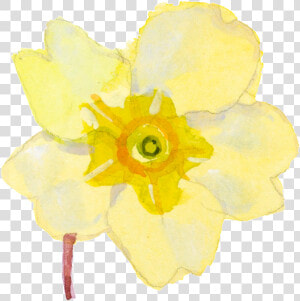 Yellow Cartoon Daffodil Watercolor Transparent   Narcissus  HD Png Download