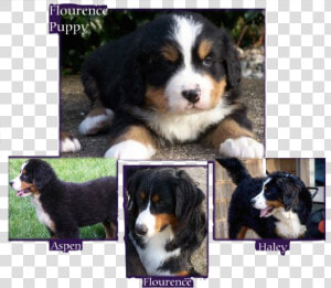 Mountain Dog Puppies For Sale  HD Png Download