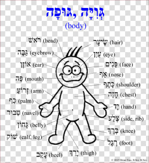 Transparent Body Parts Clipart   Parts Of Human Body In Hebrew  HD Png Download