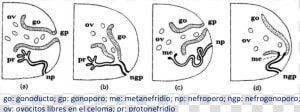 Distintas Relaciones Entre Los Sistemas Reproductor   Drawing  HD Png Download