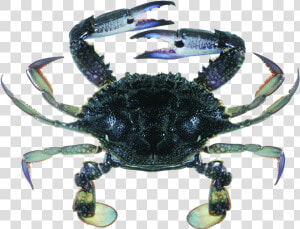 Blue Swimmer Crab  HD Png Download