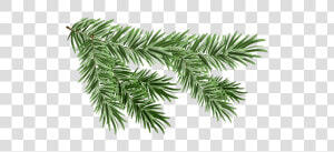 Pine Branch Png Free Download   Pine Tree Branch Png  Transparent Png