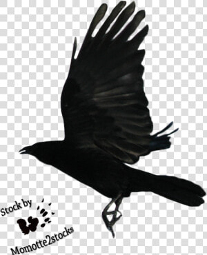 Flying Crow Png Black And Whi   Raven Flying  Transparent Png