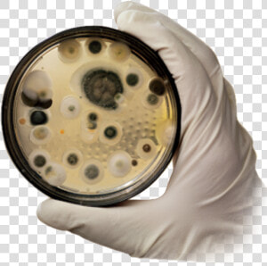 Mold Removal   Image Png   Black Mould Fungus  Transparent Png