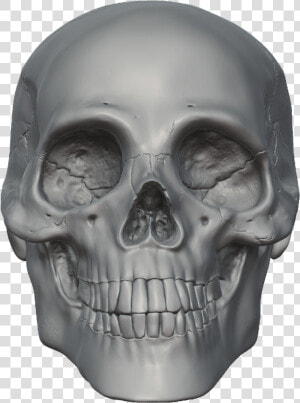 Skeleton Head Free Png Image   Skull 3d Head Png  Transparent Png