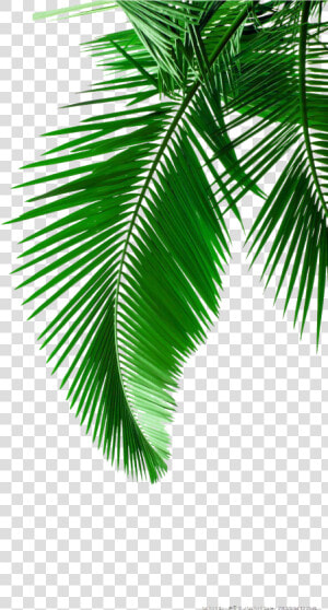 Picture Leaf Leaves Material Arecaceae Palm Green Clipart   Transparent Coconut Leaf Png  Png Download