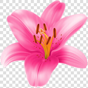 Lily Flower Clipart At Getdrawings   Pink Lily Flower Png  Transparent Png