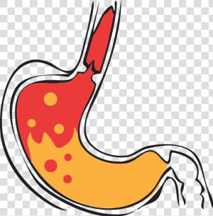 Thumb Image   Stomach Acid Clipart Png  Transparent Png