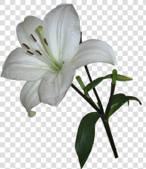 Lily Png   Easter Lily Transparent Background  Png Download