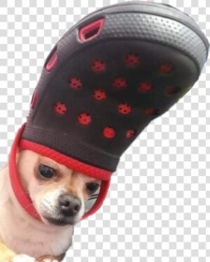  dog  doggo  meme  crocs  chihuahua  funny  perro  lomito   Dog With Croc On Head  HD Png Download