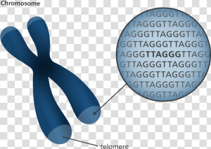 Chromosome Telomeres  HD Png Download