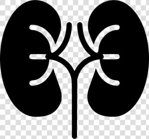 Kidneys   Kidney Svg  HD Png Download