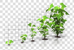 Six Incredible Ways To Grow Your Business Through Digital   Tree Grow Up Png  Transparent Png