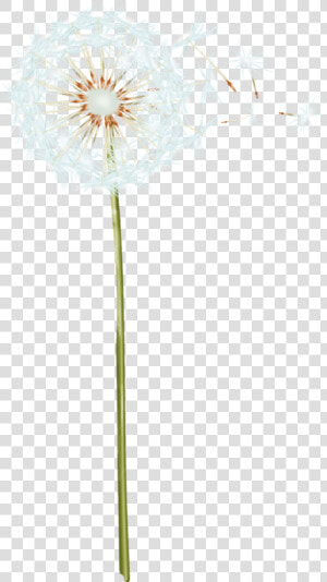 Dandelion Png Transparent Image   Dandelion  Png Download