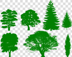 Various Tree Shape Silhouettes   Tree Shape  HD Png Download