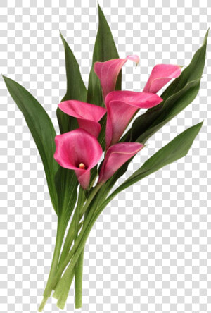 Calla Lilies   Calla Lilies Png  Transparent Png