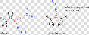 Transparent Water Molecule Clipart   Hydrogen Bonding In Ethanol And Water  HD Png Download