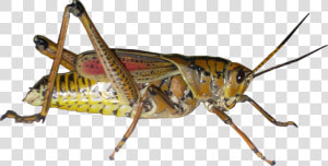 Grasshopper Png Picture   Grasshopper Png  Transparent Png