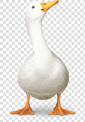 Aflac Duck01   Transparent Aflac Duck  HD Png Download