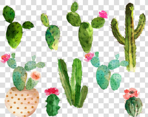 Cactus Flower Drawing   Free Watercolor Cactus Clipart  HD Png Download