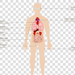 Org091 Organs And Tissues That Can Be Donated In New   Organs Can Be Donated Uk  HD Png Download