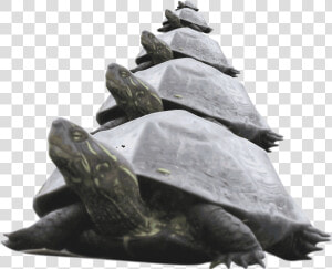 Pyramid Of Turtle Clip Arts   Pyramid Of Turtles  HD Png Download