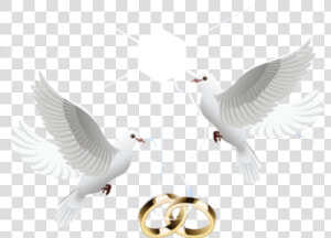 Free Png Download Wedding Doves With Rings Png Images   Wedding Dove Love Birds  Transparent Png