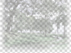 Green Fog Png  hgbc Bg   Grove  Transparent Png