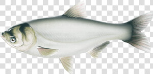 Silver Carp Illustration   Coregonus Lavaretus  HD Png Download