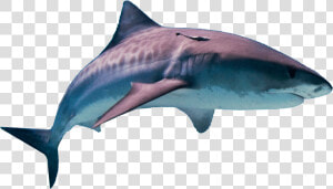 Shark Png Hd   Hawaii Tiger Shark  Transparent Png