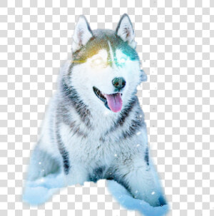 Husky Dog   Png Download   Husky Dog  Transparent Png