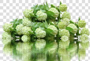 This Alt Value Should Not Be Empty If You Assign Primary   Hydrangea Bush Png  Transparent Png