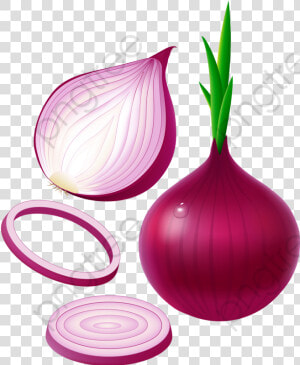 Purple Onion   Củ Hành Mọc Mầm  HD Png Download