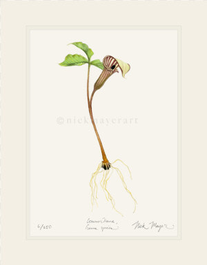 Jack In The Pulpit Wildflower Print   Illustration  HD Png Download