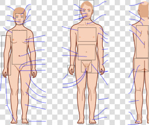 Transparent Human Anatomy Clipart   Human Body Anatomy Blank  HD Png Download