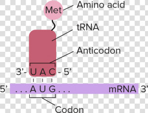 Complementary Base Pairing Of The Mrna Codon  HD Png Download