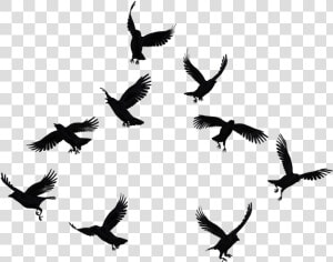 Flock Of Crows   Crows Png  Transparent Png