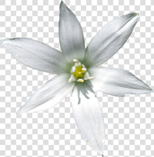 Star Of Bethlehem Flower White Background  HD Png Download