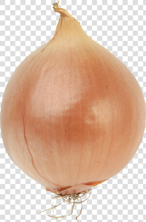 Bulb Onions Bulb Onions Vegetable Red Onion   Bulb Of An Onion  HD Png Download