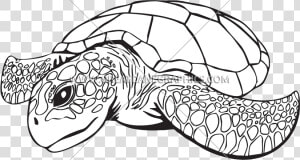 Transparent Sea Turtle Clipart Png   Line Drawing Of Sea Turtle  Png Download