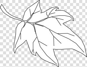 Maple  Leaf  Outline  Tree  Nature   Hoja De Arbol Contorno  HD Png Download