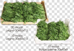 Rucola mazzi   Rucola A Mazzi  HD Png Download