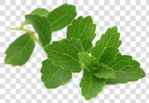 Spearmint  HD Png Download