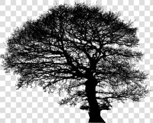 Tree  Trees  Silhouette  Plant  Nature  Environment   Oak  HD Png Download